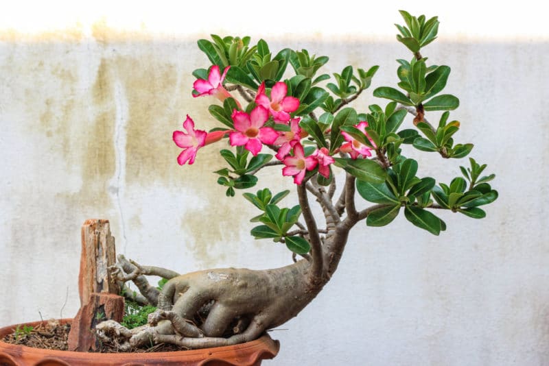 Rosa del deserto caratteristiche della pianta e coltivazione Rosa del deserto caratteristiche della pianta e coltivazione