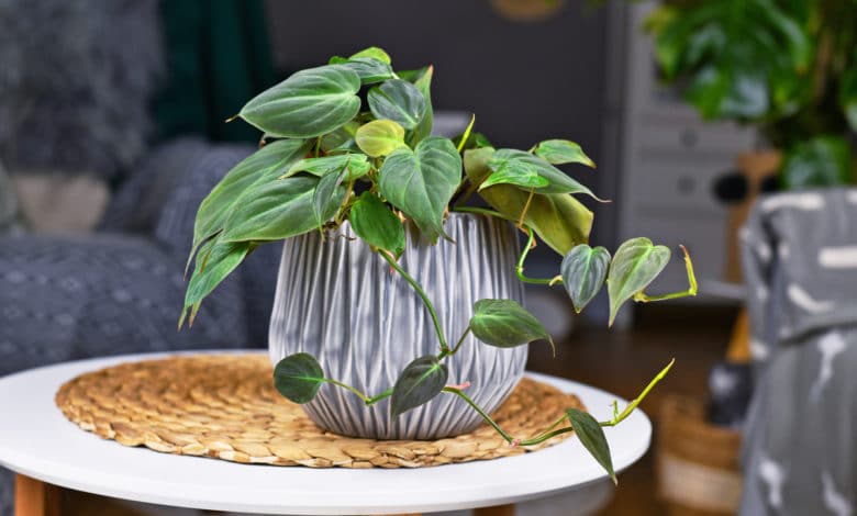 Filodendro piante contro l'umidità di casa