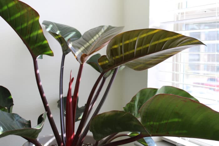 piante contro umidità di casa