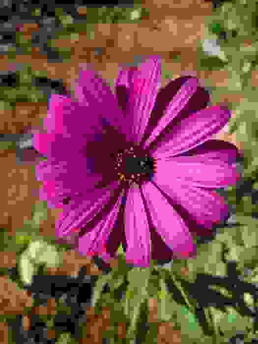 margherita africana
