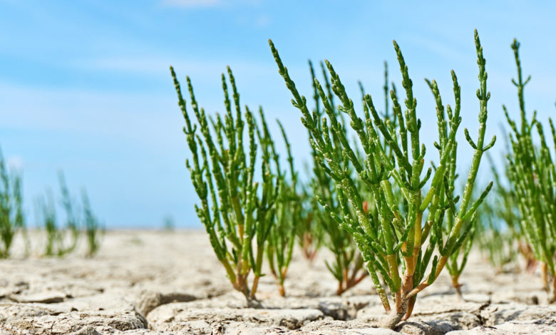 salicornia