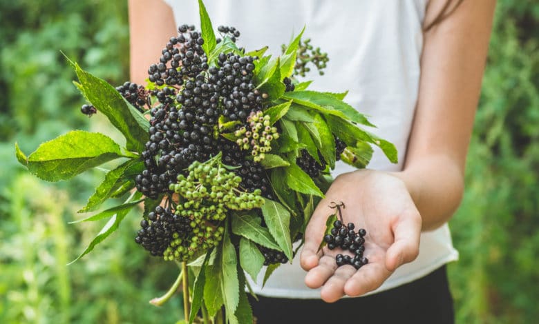 bacche di sambuco