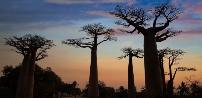 Huile de baobab