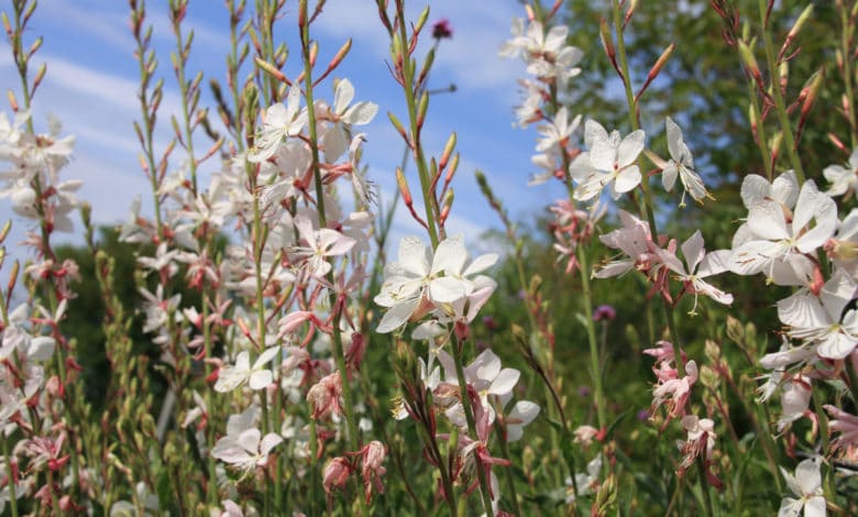 gaura Lindheimeri