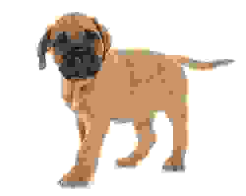 Cuccioli di Bullmastiff