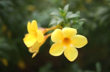Mieux connaître allamanda, une plante décorative à la floraison estivale abondante et colorée