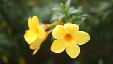 Allamanda