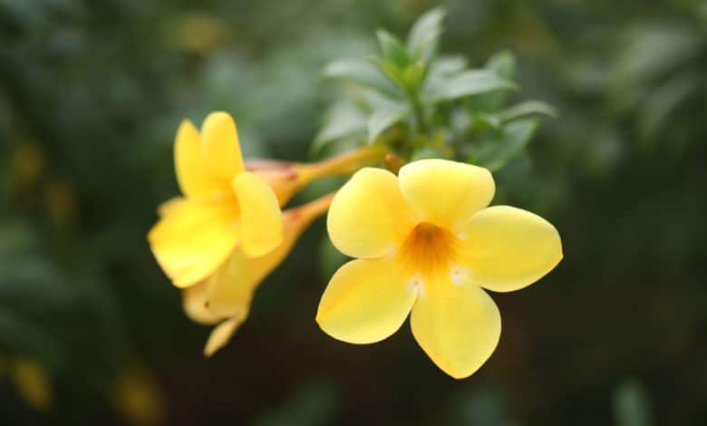 Allamanda