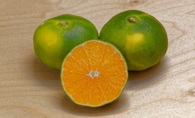 satsuma miyagawa mandarino giapponese