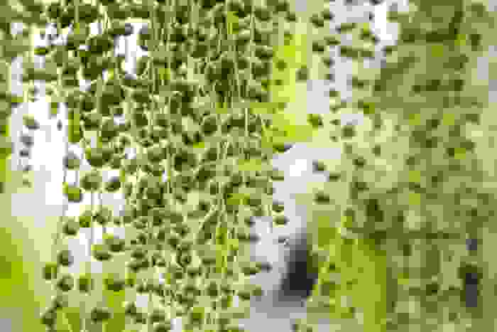 senecio