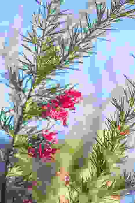 grevillea rosmarinifolia