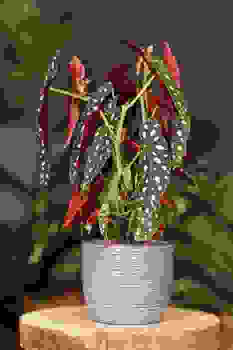 begonia tamaya