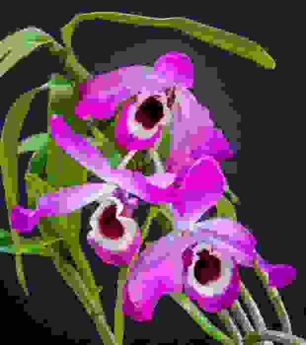 Dendrobium nobile