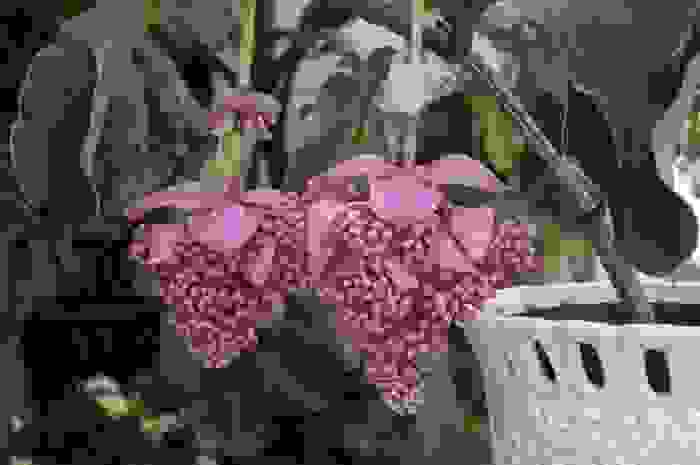medinilla magnifica