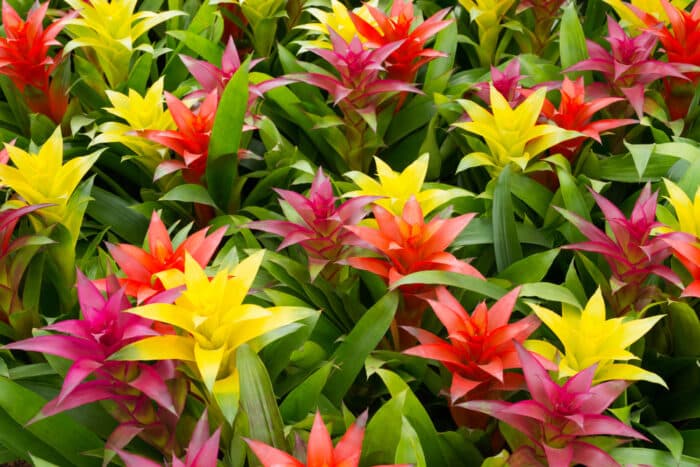 bromelia