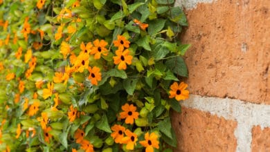 thunbergia alata