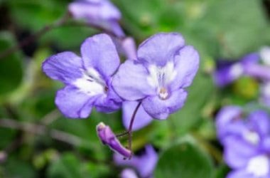 Streptocarpus (saxorum), une plante qui produit une magnifique floraison bleu lilas toute l'année