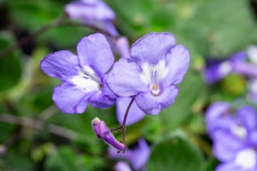 Streptocarpus (saxorum), una pianta che regala una splendida fioritura blu-lilla tutto l’anno