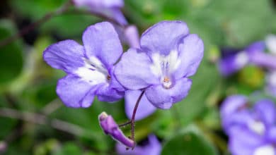 Streptocarpus saxorum