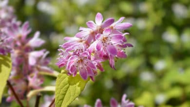 deutzia