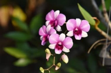 Il Dendrobium (Dendrobium nobile), varietà di orchidea molto apprezzata per la sua elegante e spettacolare fioritura