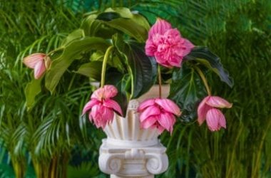 Medinilla magnifica, una pianta che arriva dai tropici per decorare l’appartamento