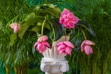 Medinilla magnifica, una pianta che arriva dai tropici per decorare l’appartamento