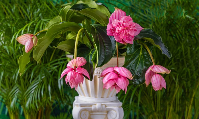 medinilla magnifica