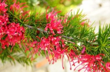 Grevillea, la plante persistante qui donne une floraison spectaculaire aux couleurs très vives