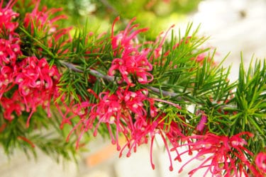 Grevillea, una pianta sempreverde che regala fioriture spettacolari
