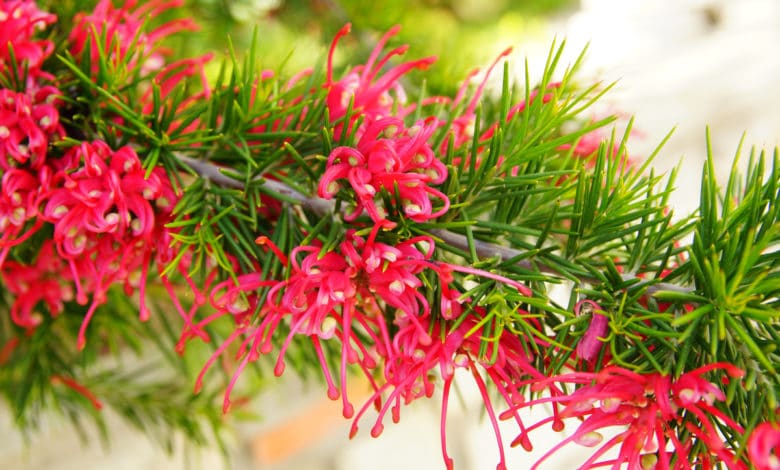grevillea rosmarinifolia