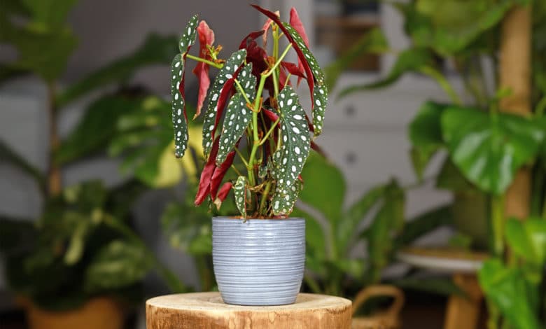 Begonia tamaya (Begonia maculata)