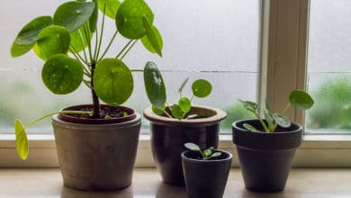 Pilea peperomioides