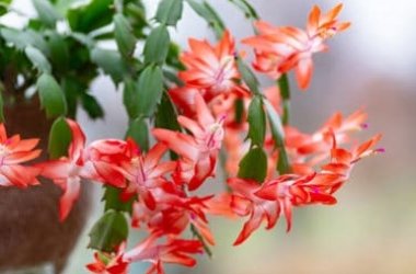 La Schlumbergera, la pianta che regala magnifiche fioriture in pieno inverno