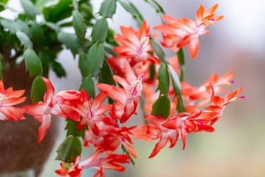 La Schlumbergera, la pianta che regala magnifiche fioriture in pieno inverno