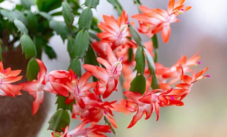 Schlumbergera