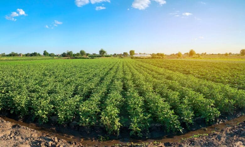 Le colture biologiche sono meglio di quelle convenzionali