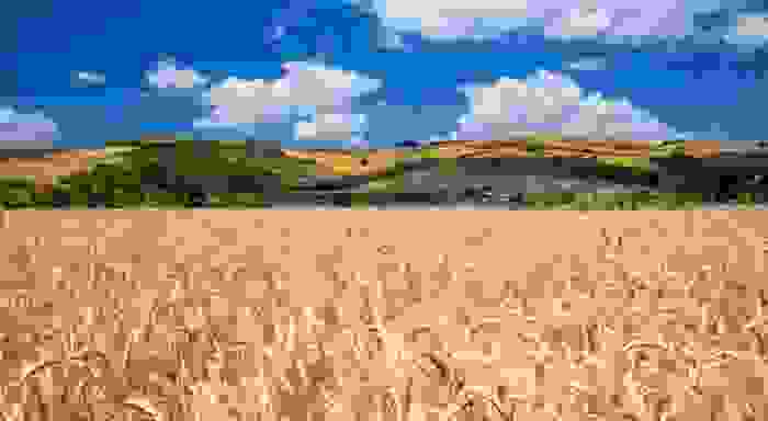 farina di saragolla