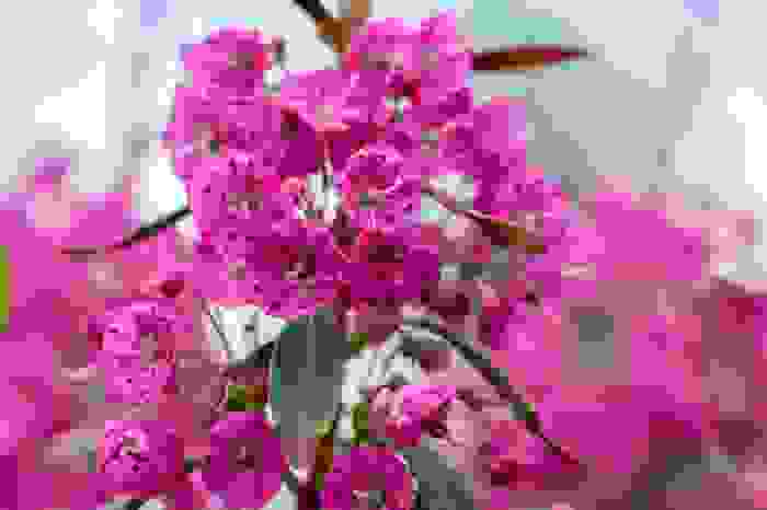 Kalmia angustifolia rubra