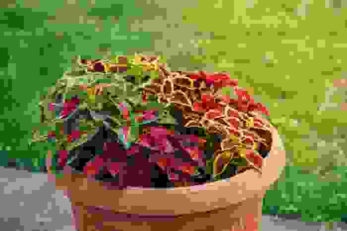 diverse varietà di coleus