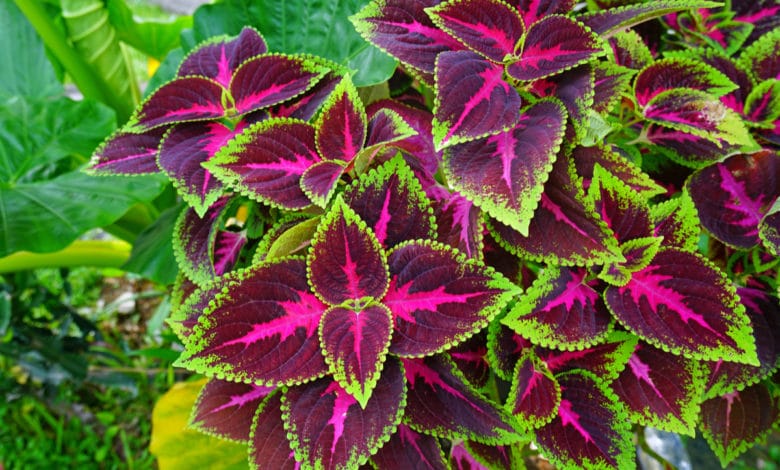 COLEUS