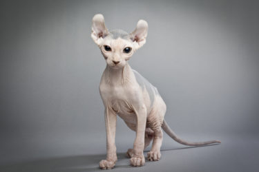 Alla scoperta del gatto elfo, il nuovo gatto senza pelo nato dall’incrocio tra Sphynx e American Curl