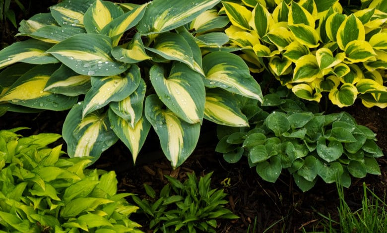 hosta pianta
