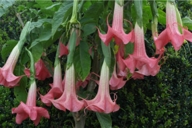 La pianta di Brugmansia e i suoi caratteristici fiori a campanula