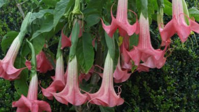 brugmansia