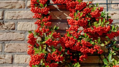 Pyracantha