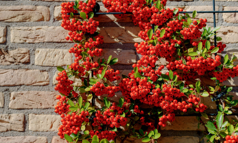 Pyracantha