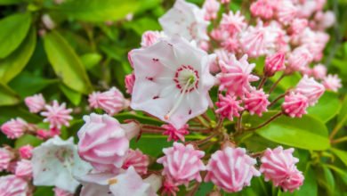 Kalmia latifolia