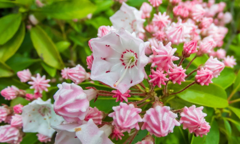 Kalmia latifolia