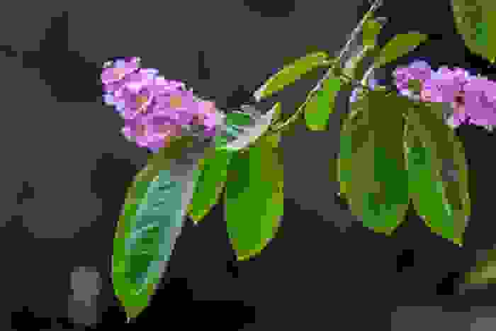 Lagerstroemia speciosa